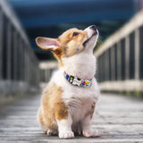 Colorful Dog Collar with Leash Set, Name/Phone Numbers